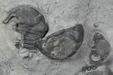 Devonian Brachiopod and Eldregeops - New York #70918-1